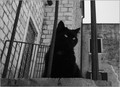 crna mačka pro…