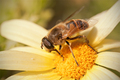 Honeybee close…
