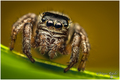 Jumping spider…