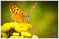 Lycaena Phlaeas