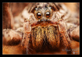 Wolf spider po…