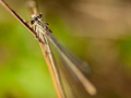 dragonfly - dl…
