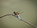 dragonfly-1
