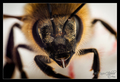 Pčelin portret
