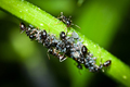 mravlja gozba