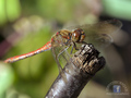 Sympetrum stri…