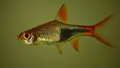 rasbora hetero…