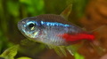 neon tetra (Pa…