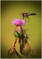 Episyrphus bal&hellip;