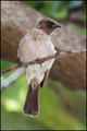 Bulbul (Pycnon…