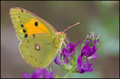 Colias sp.