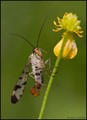 Scorpion fly