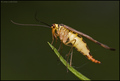 Scorpionfly (P…