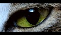 Hunters eye