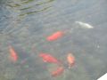 Fontana u Šibe&hellip;