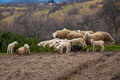 Čista pastoral…