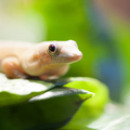 Gecko