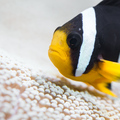 Amphiprion cla…