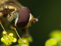 Hoverfly