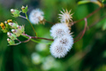 Taraxacum