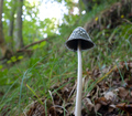 Coprinus picac…