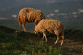krčke ovce