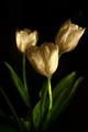 tulipani