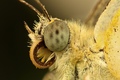 Cabbage White &hellip;