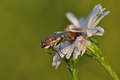 Stomorhina lun&hellip;