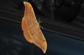 Antheraea yama…