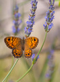 Okaš i lavanda