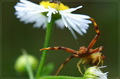 Crab Spider