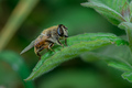 šatro pčela