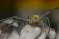 Crab spider