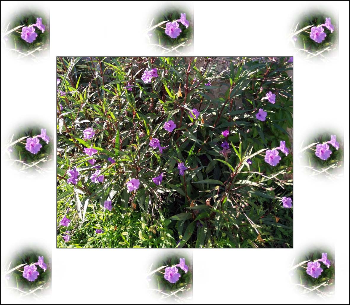 gres me nije ovako učila uokvirivati!