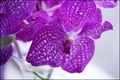 lila orhideja