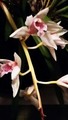 moje orhideje.…