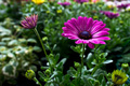 Osteospermum