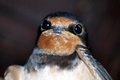 Hirundo rustic…