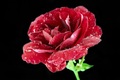 Red Rose