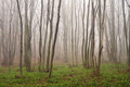 Magla i šuma