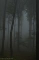 Magla u šumi 2