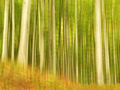 Bambusova šuma