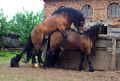 Ménage à trois…