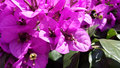 Bougainvillea