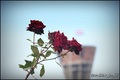 ruža za Vukova…