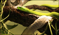 The green one