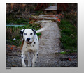 dalmatian dog …