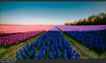 keukenhof fiel…