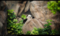 Giant panda